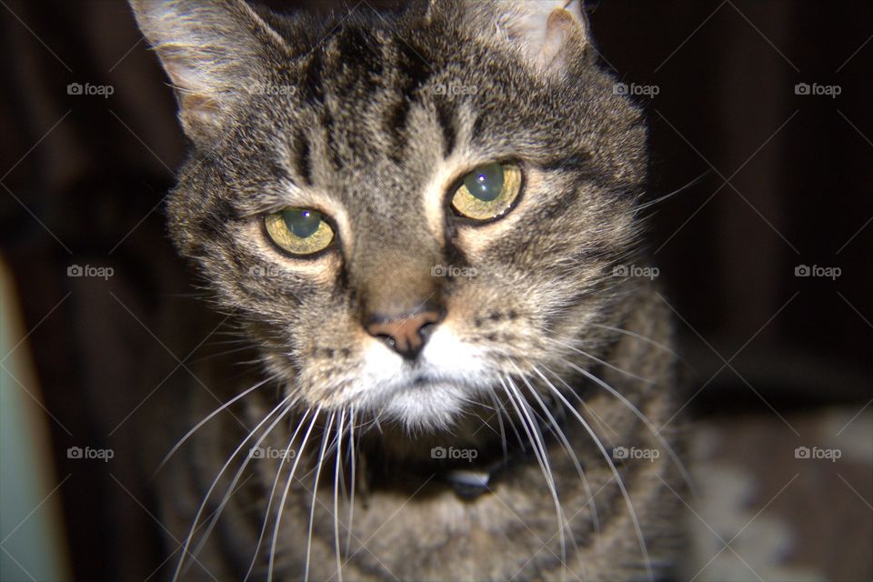 Gray Striped Tabby Cat Close-Up