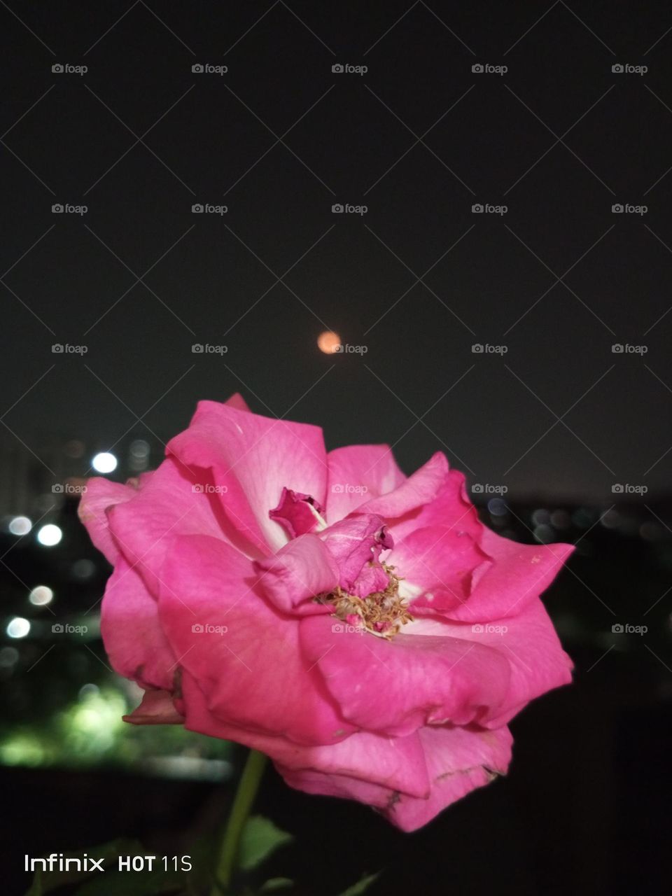 moon rose