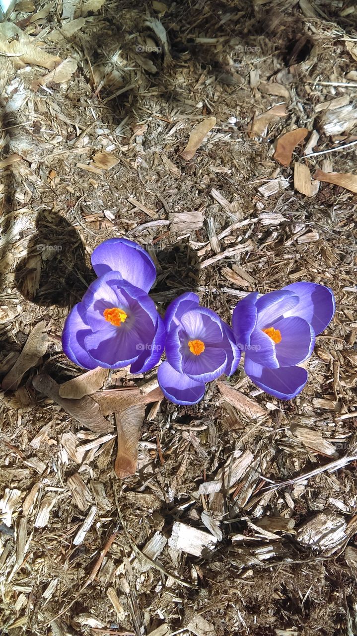 purple crocuses