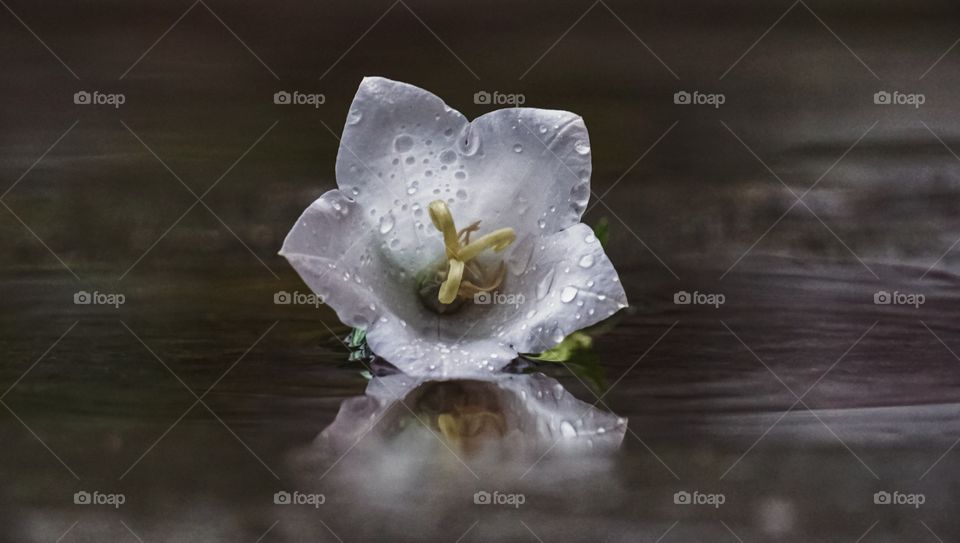 white bell on a dark background in the water