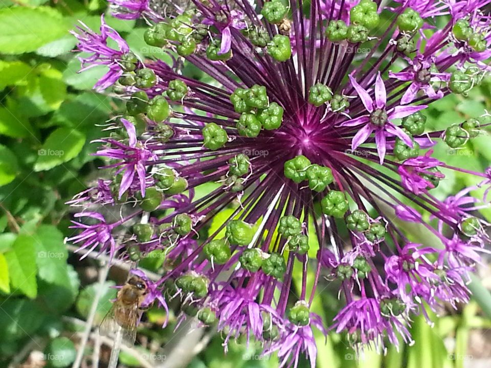 Burst of Flower. beautiful flower in my garden