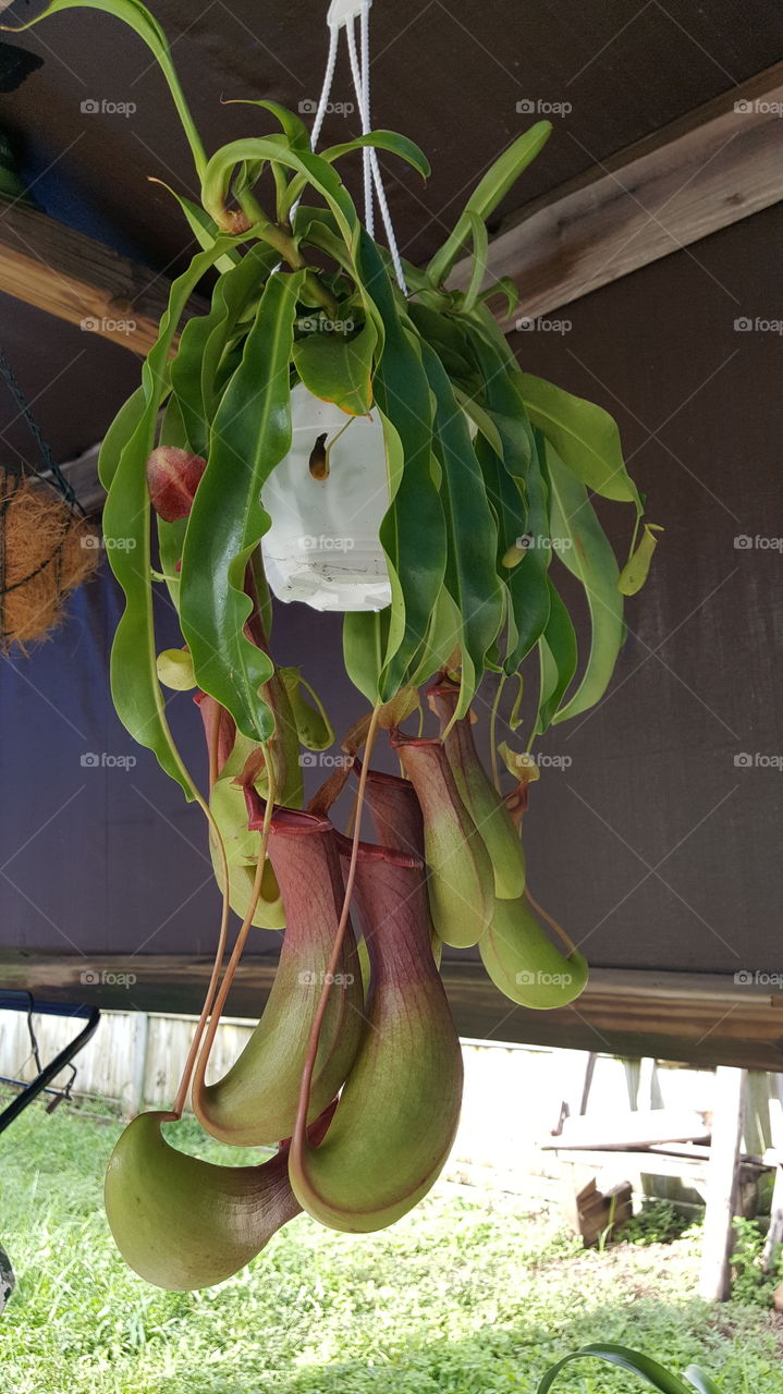 Cactus pitcher plant