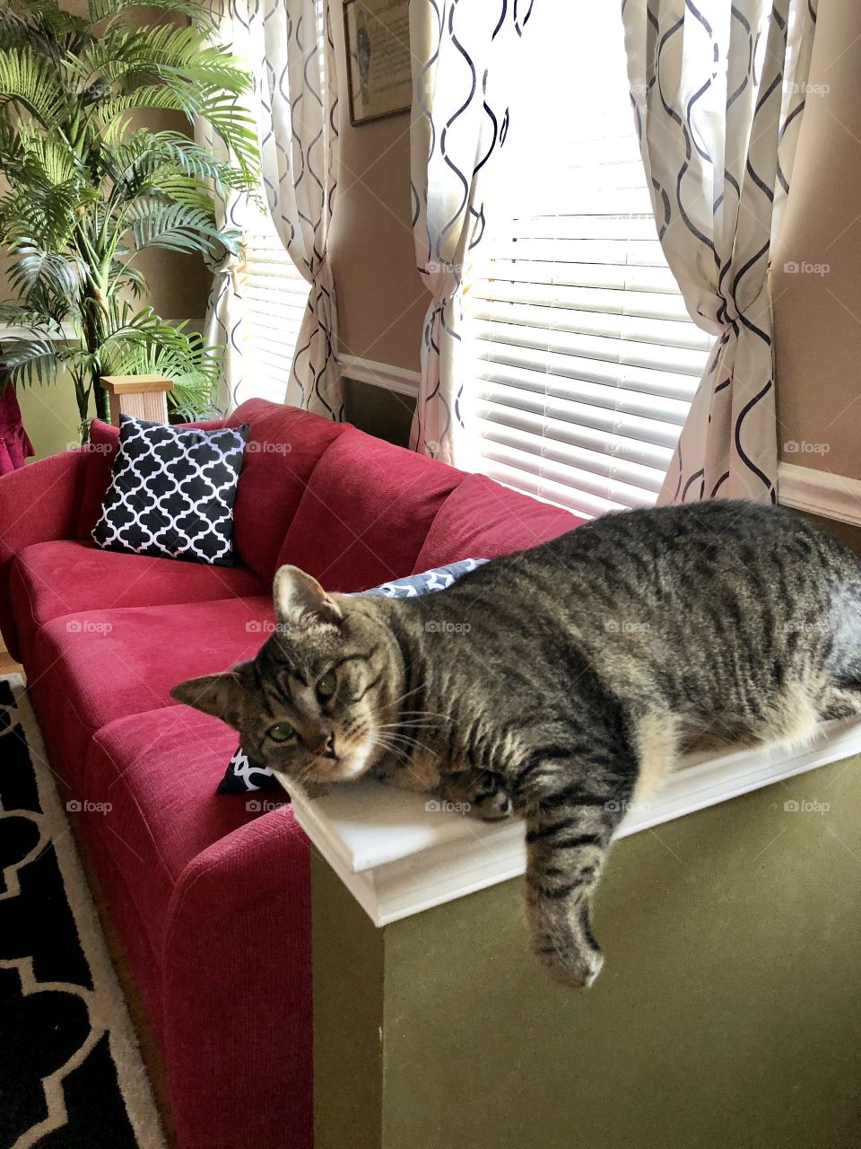 An adorable, brown tabby cat laying in the sunlight shining through the blinds on a beautiful afternoon.