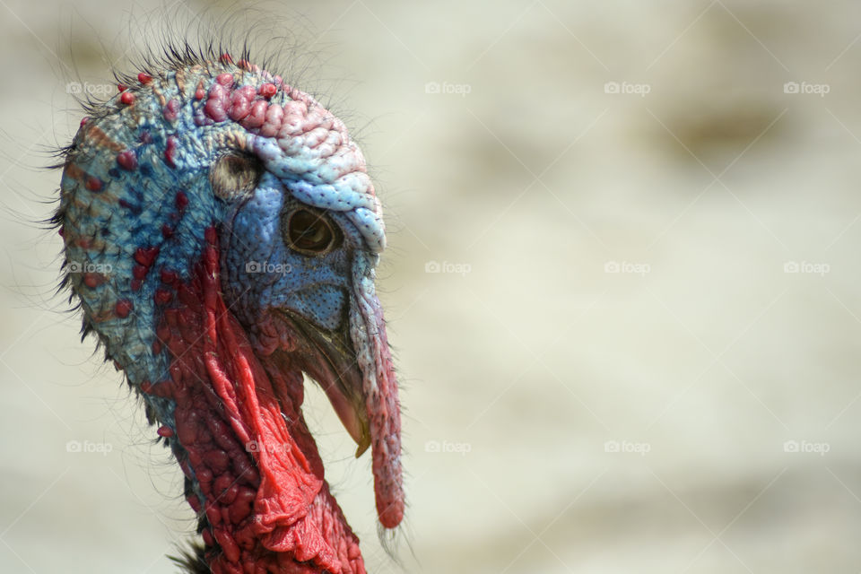 up close male turkey