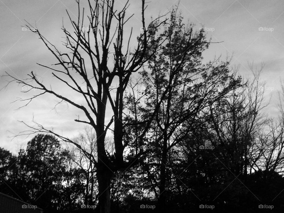 Another Black & White Tree Line