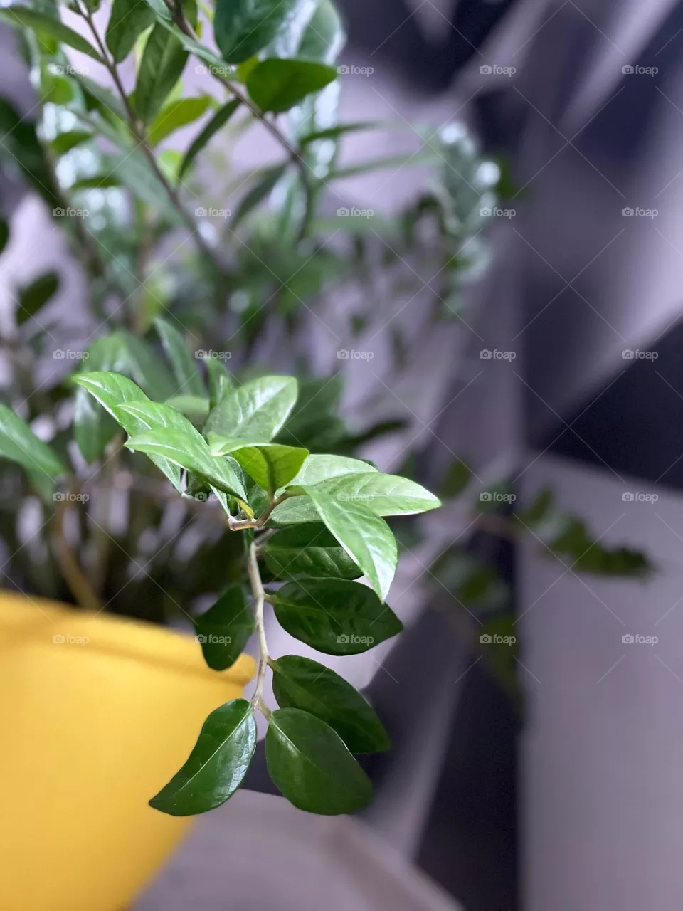 Zamioculcas