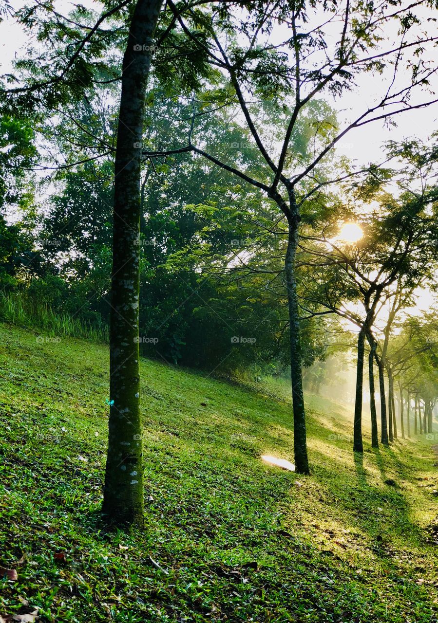 Beauty of morning mist and green 