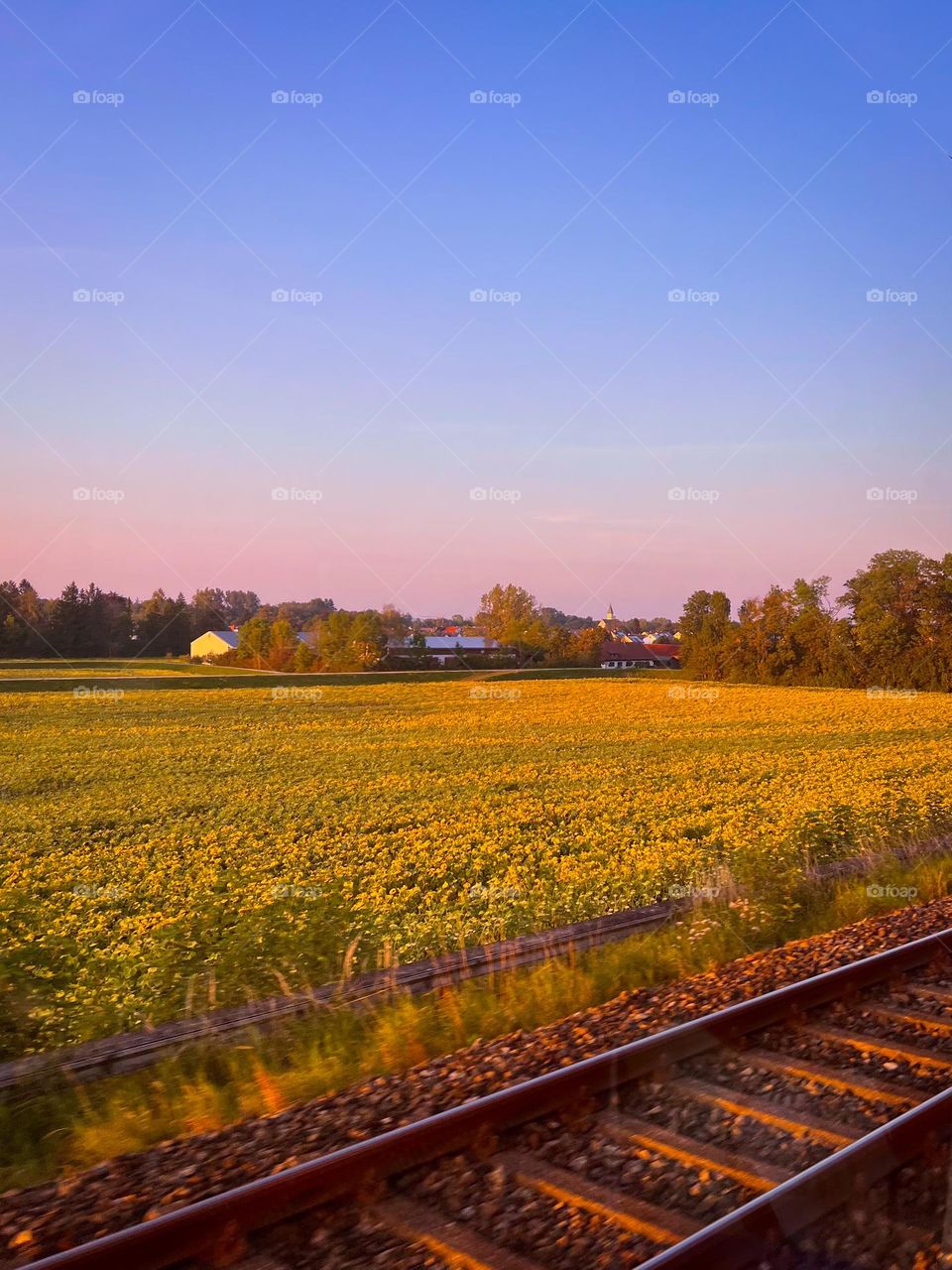 Train Window and Rapeseed Fields
Fields of blooming yellow rapeseed pass by as a pink sunset colors the sky — a peaceful journey seen from the train.