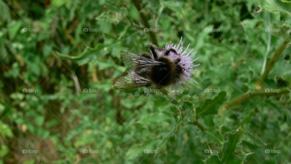 Hummel