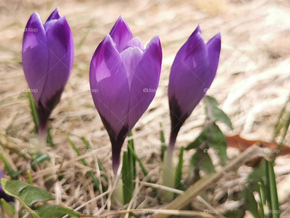 violet crocus