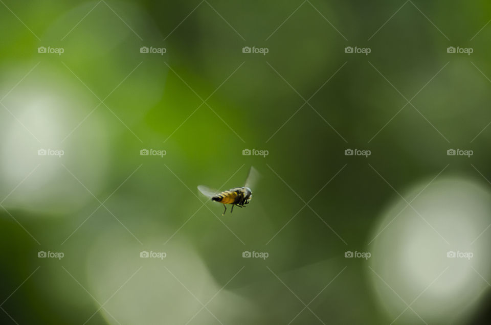 bee