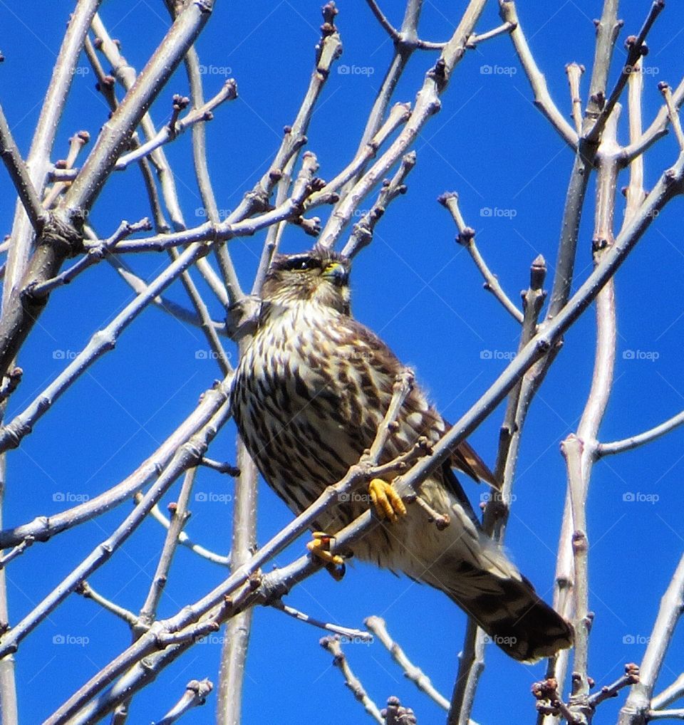 In my neighborhood ......today - Keeping an eye on.....


