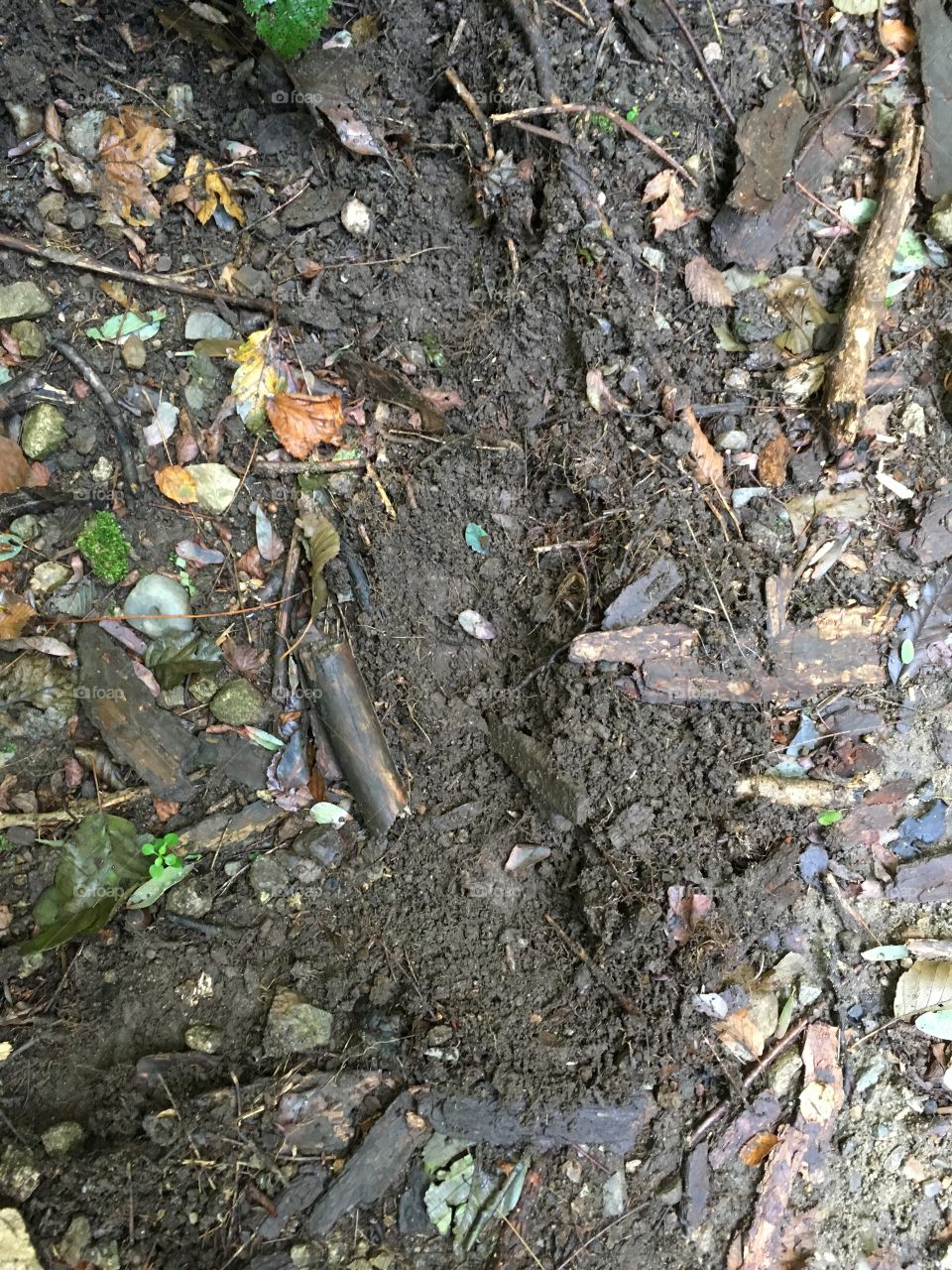 soil damage caused by the spread of the wild boar. Sus Scrofa.