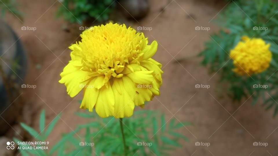 yellow flower