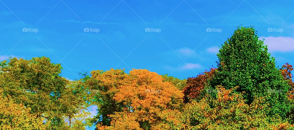 tree line of different colors and kinds in the fall against blue sky