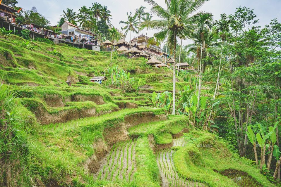 Rice terrace 