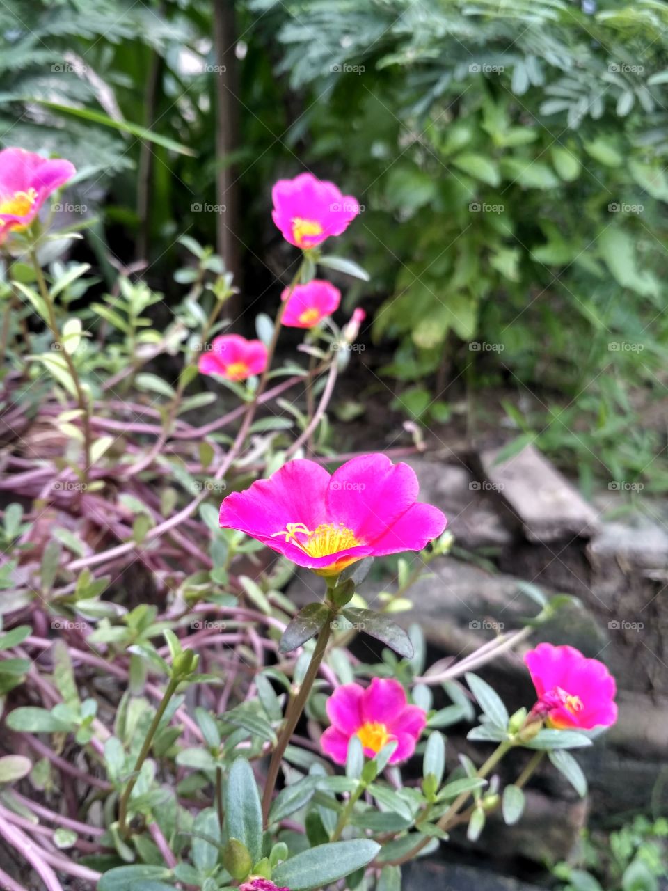 Little pink flowers