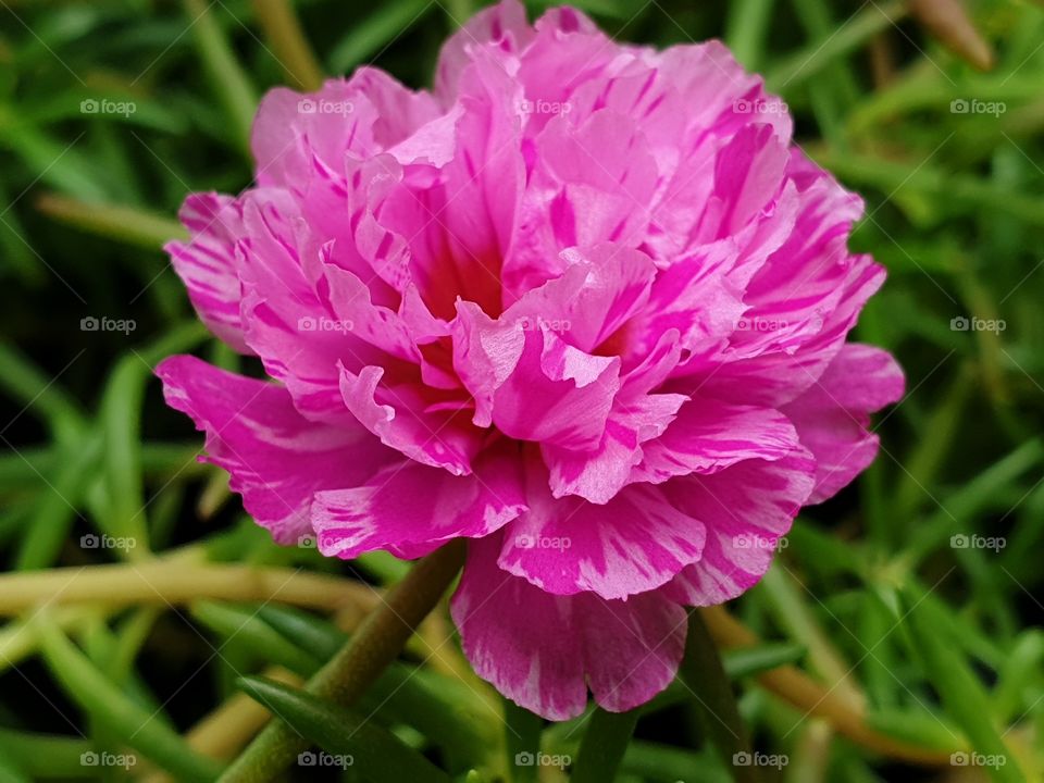 the Portulaca Grandiflora