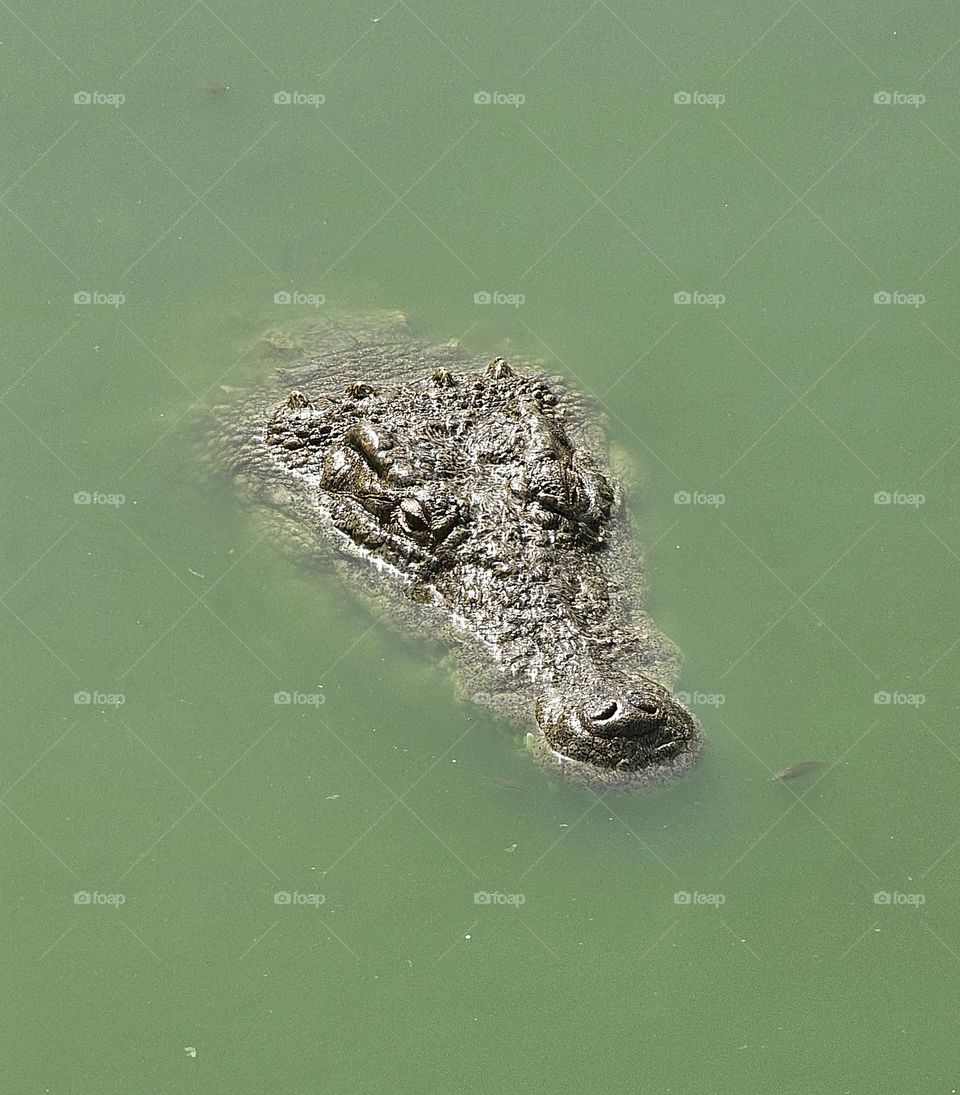 Crocodile à Djerba explore