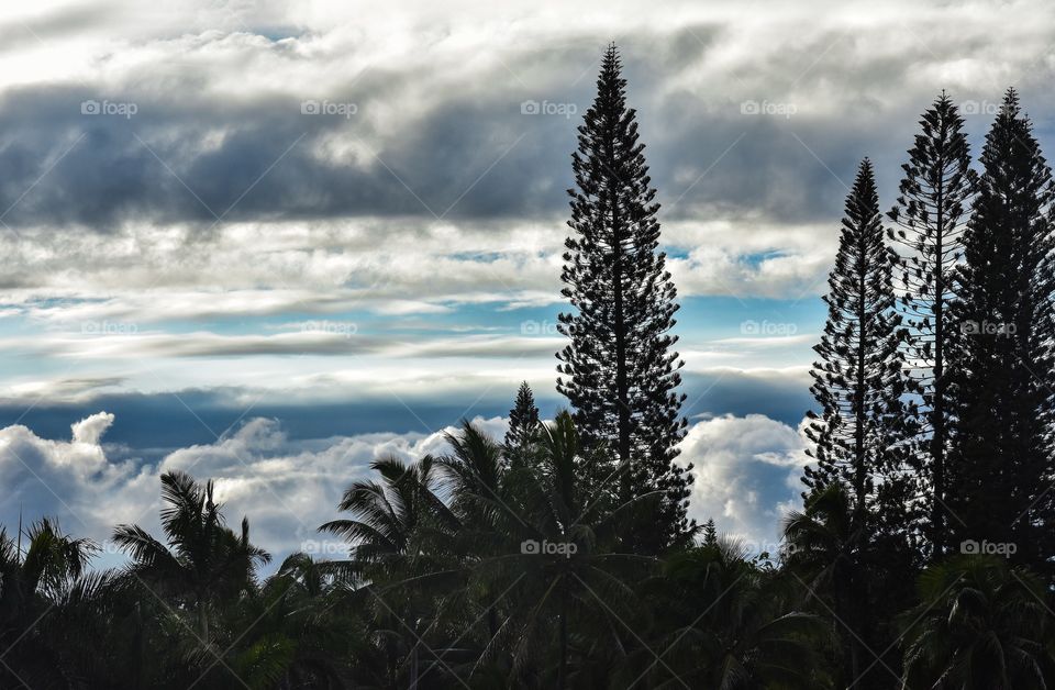 Dusk with the beautiful Hawaiian sky as a backdrop for the palms and cook pines