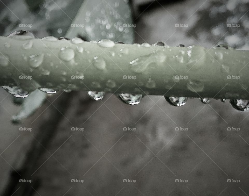 the rainy fall in tree lovely shot