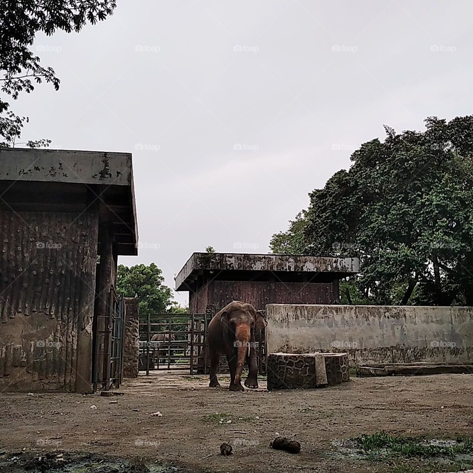 Elephant was walking out
