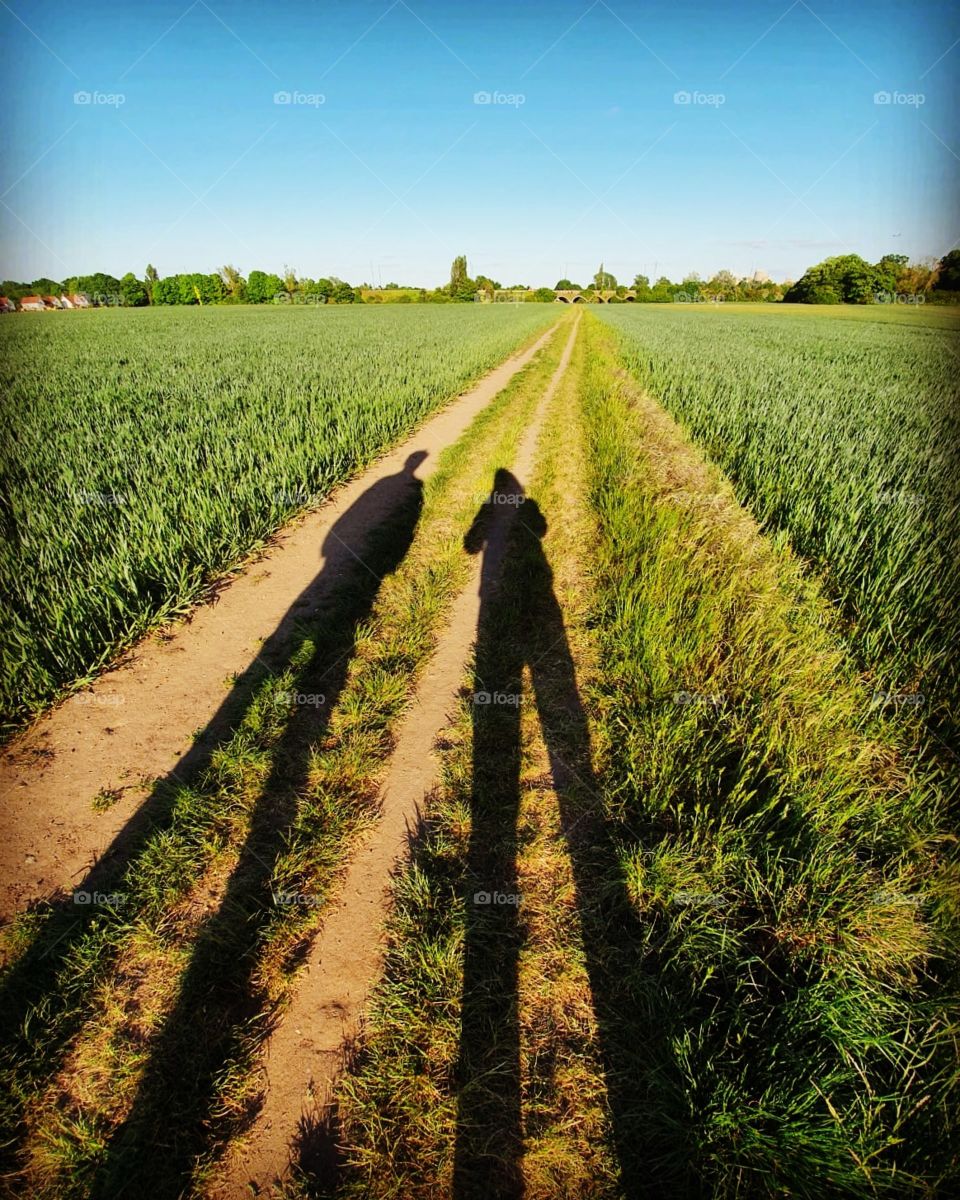 Shadows on track in field