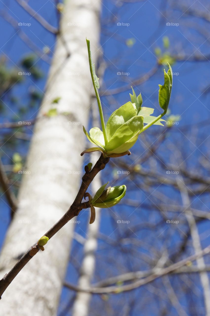 Low angle view of plant