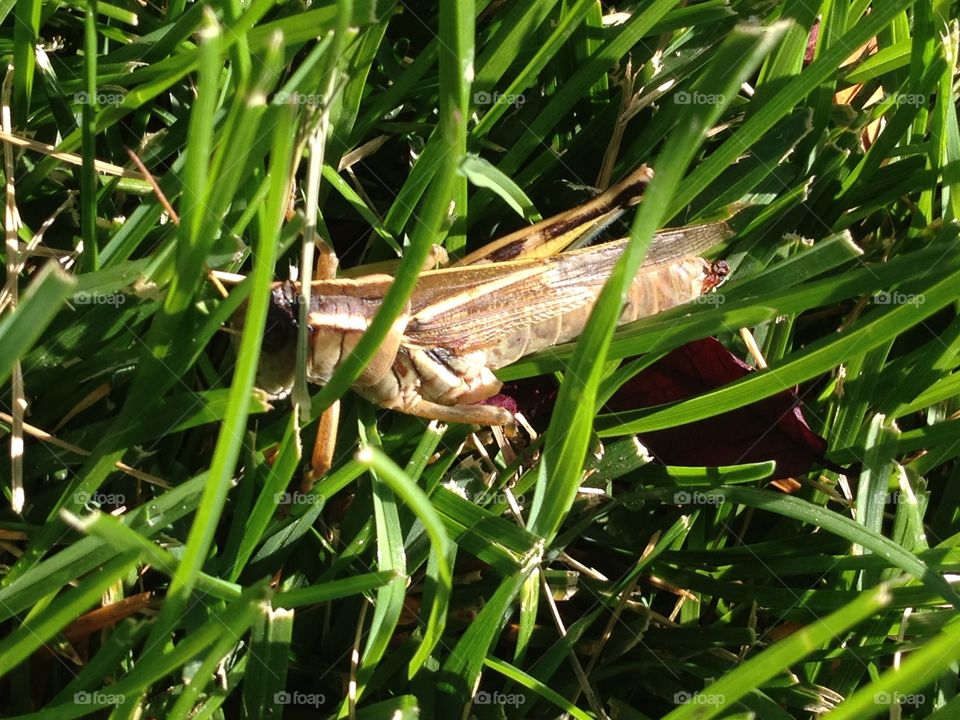Grasshopper