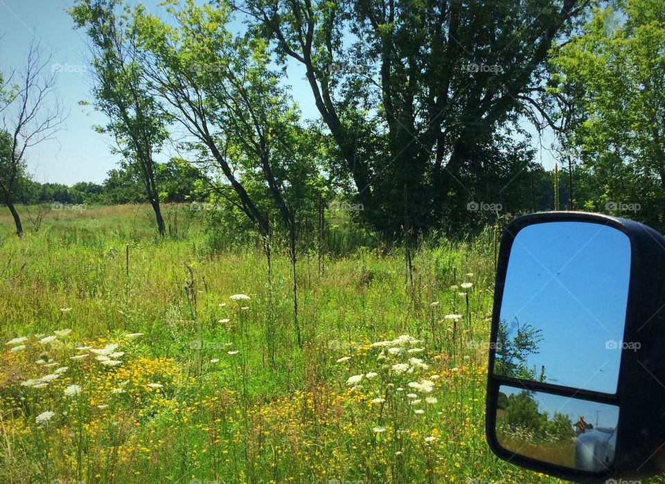 Field of wild flowers 