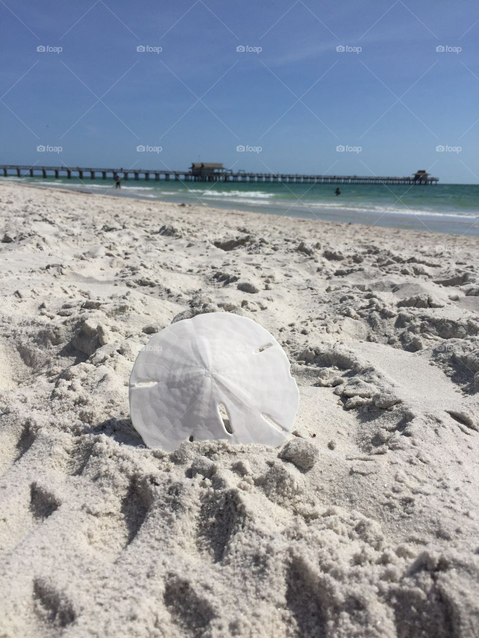 Sand Dollar on the beach