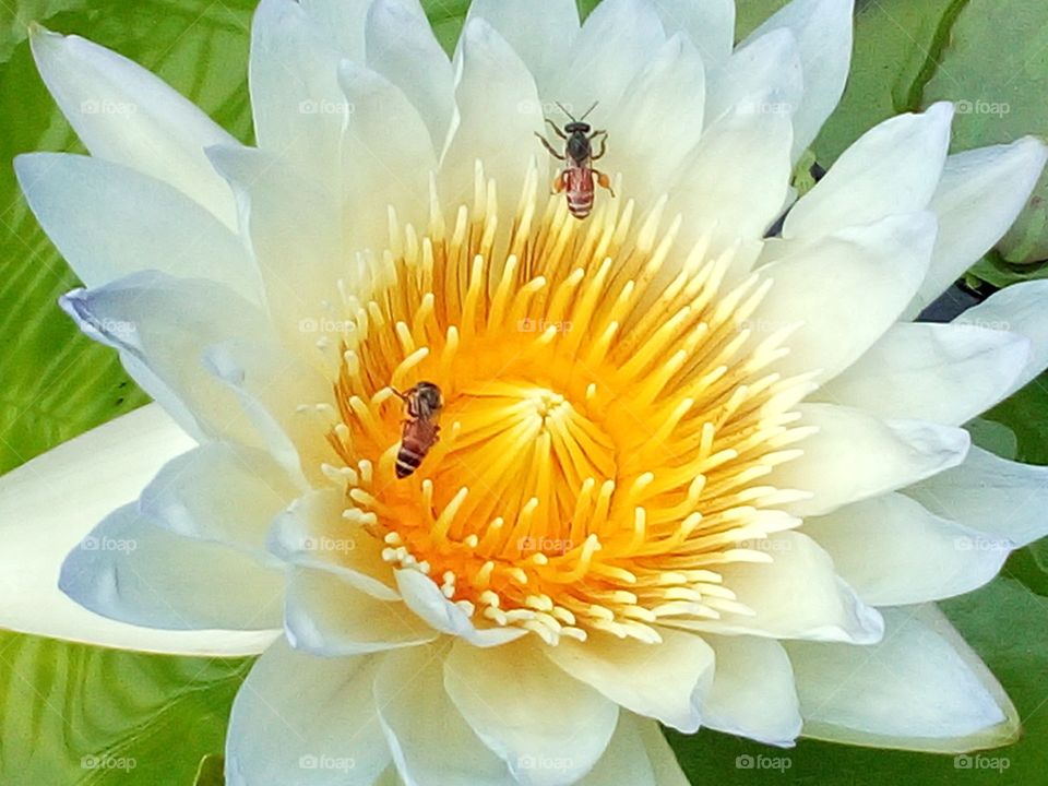 Bee lotus nature
