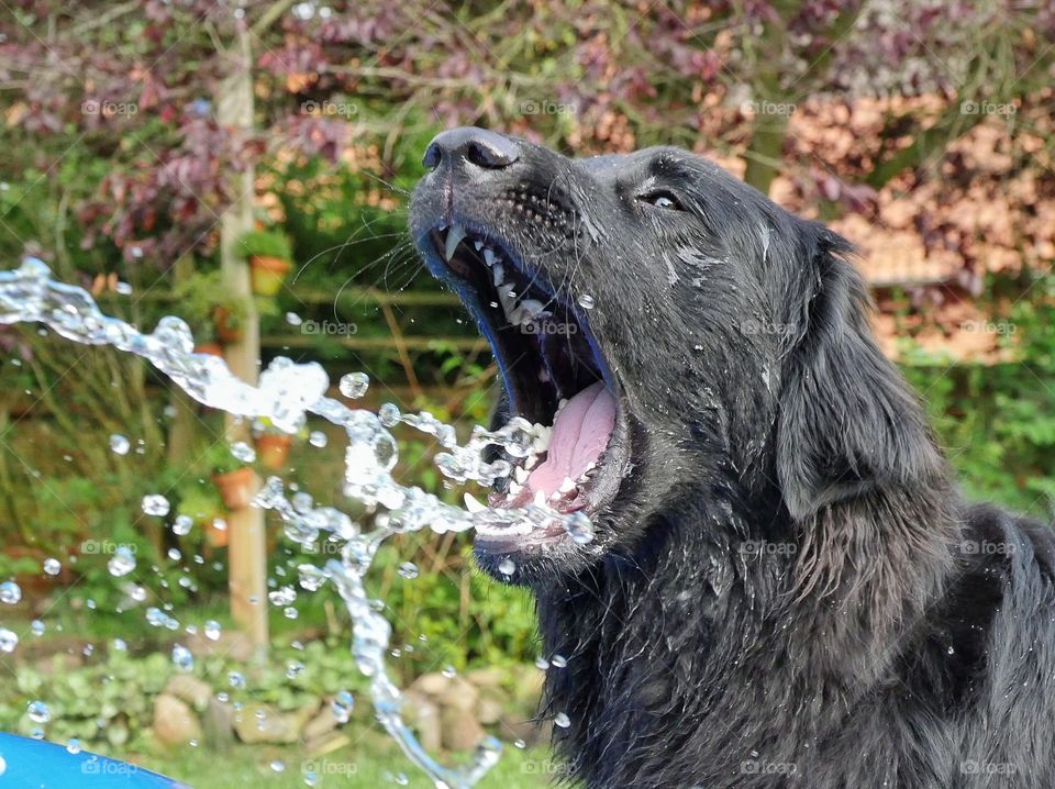Dog catching water