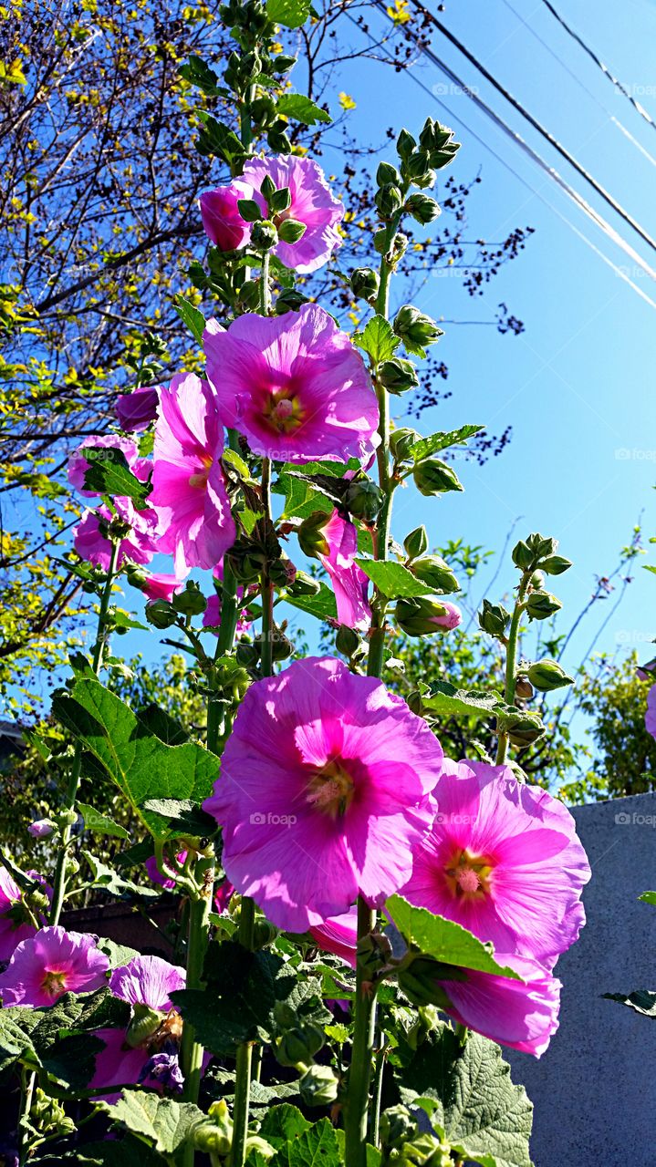 Hollyhocks. Pink Hollyhocks I saw on a walk this morning. 