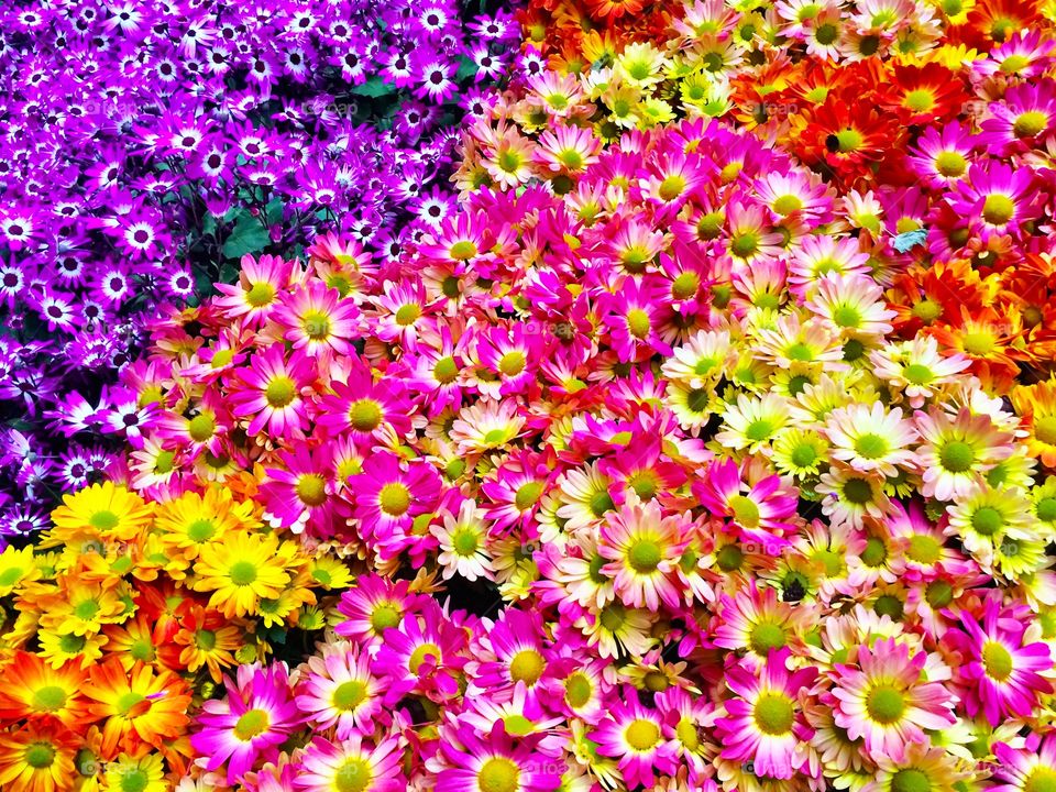 Colorful Spring Flowers 