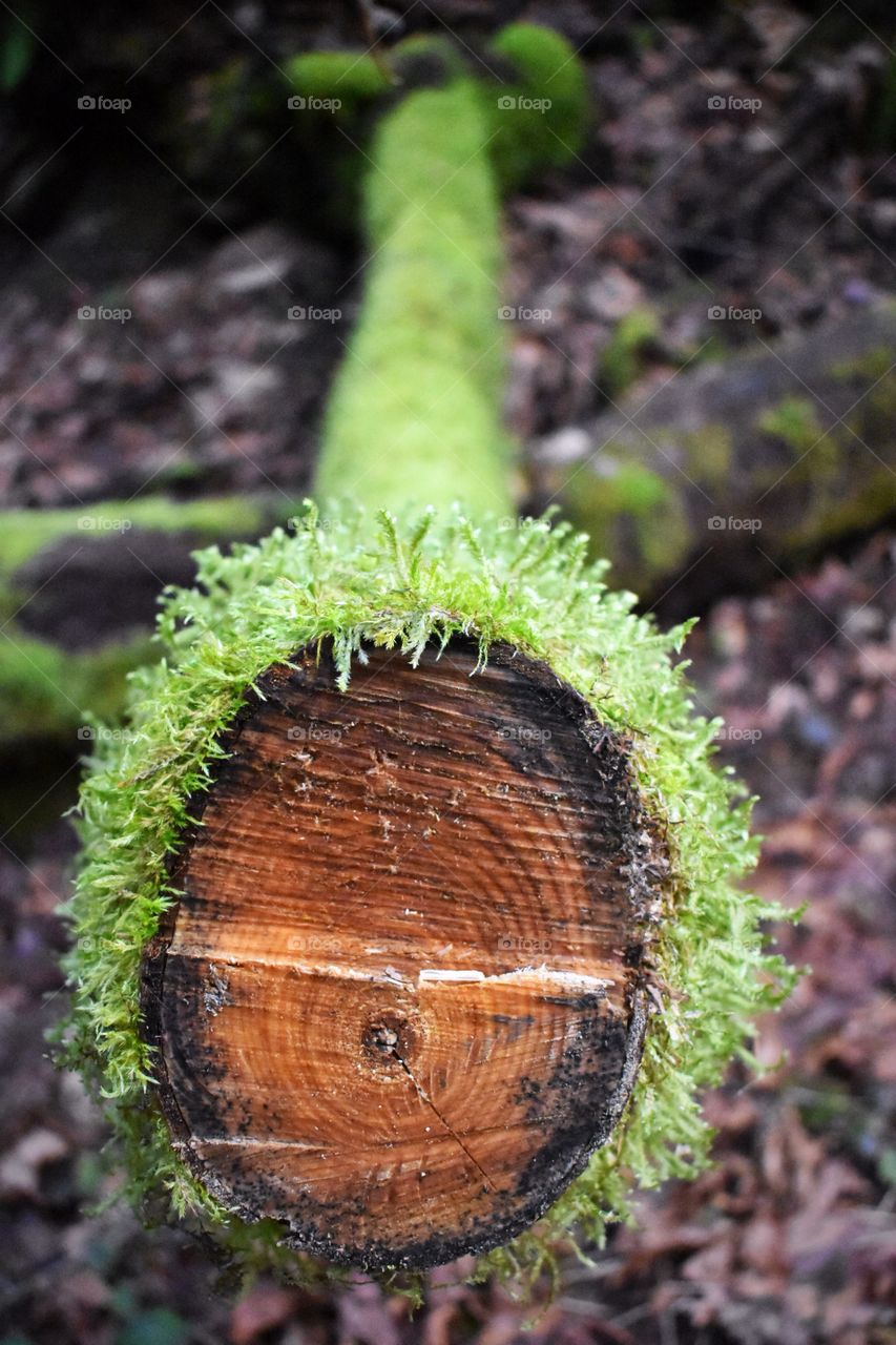 Mossy log
