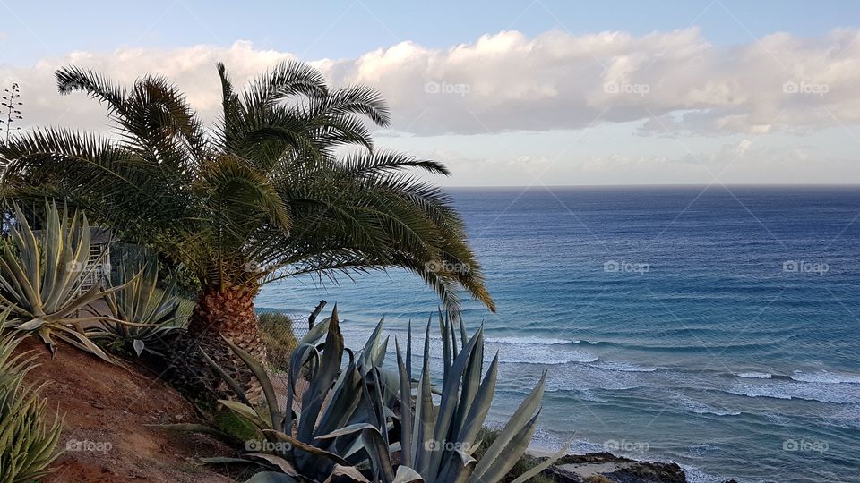 Vacation Fuerteventura Canary Islands, view of palm tree and beach in late afternoon - semester Kanarieöarna, utsikt palm, hav och strand på sen eftermiddag