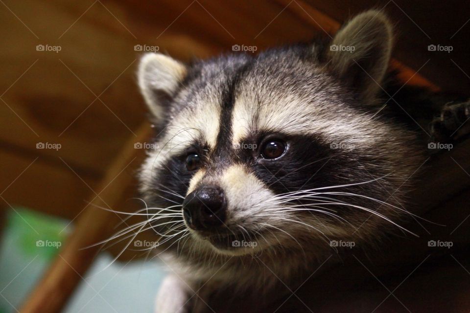 cute raccoon