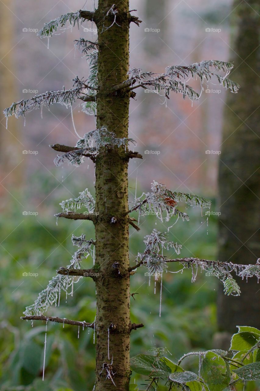 Frosty webs on tree trunk