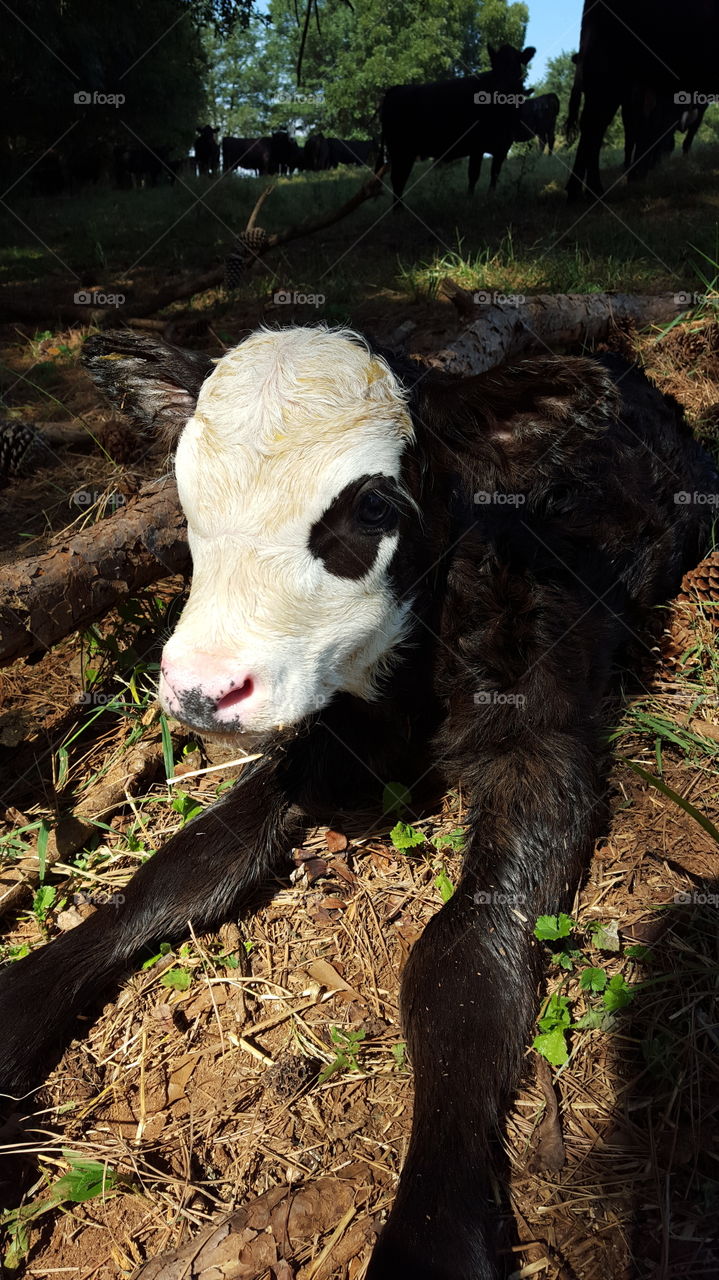 Life beginning on the farm