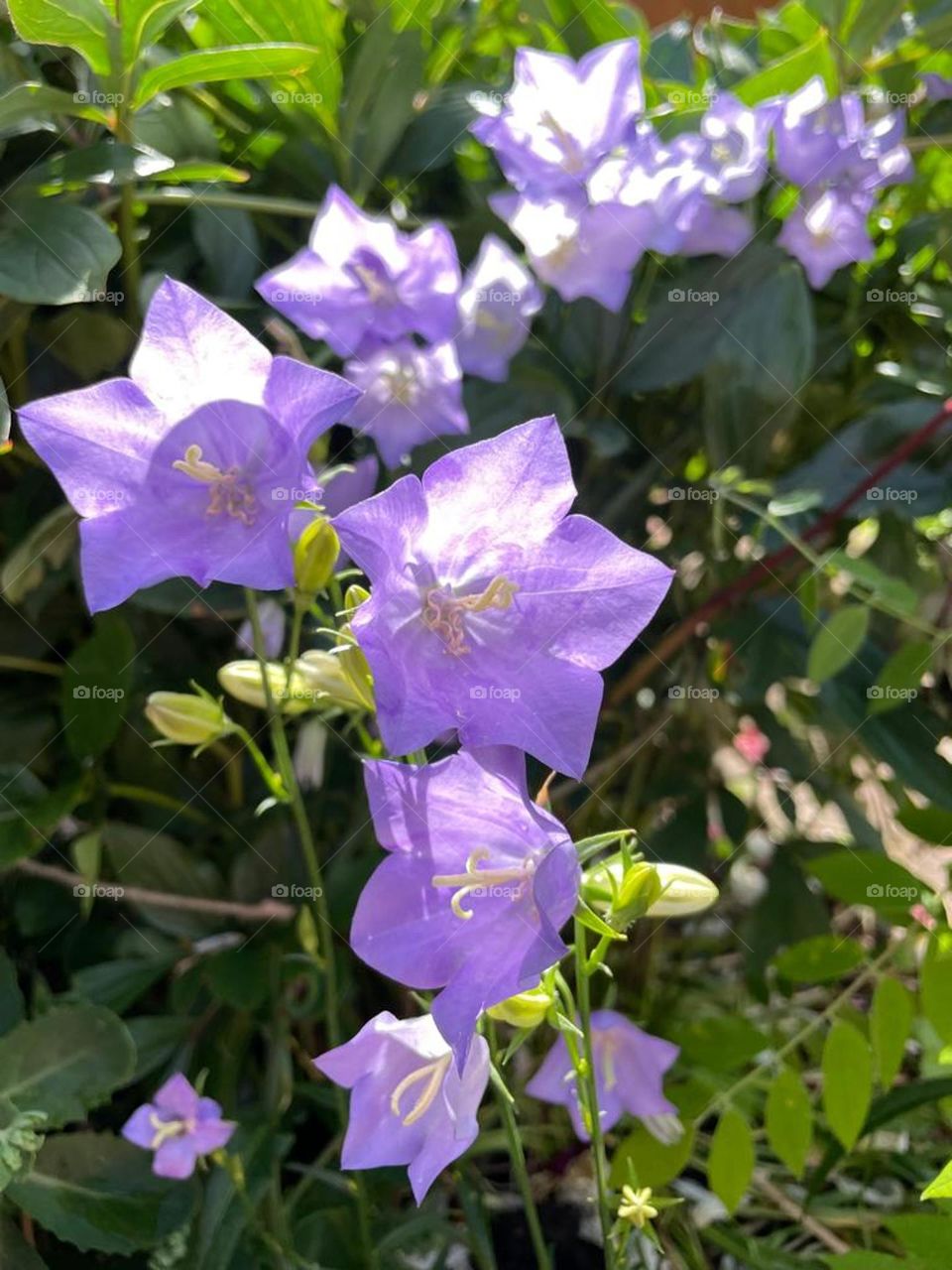 Peach-leaved bellflower