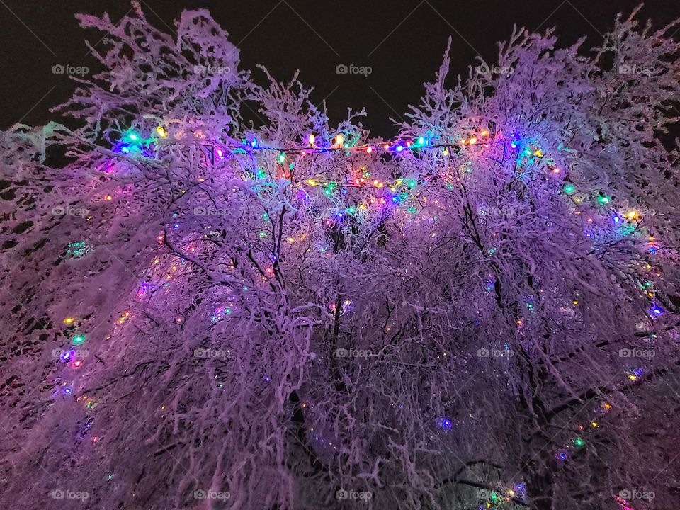 Frosty willow tree with Christmas lights