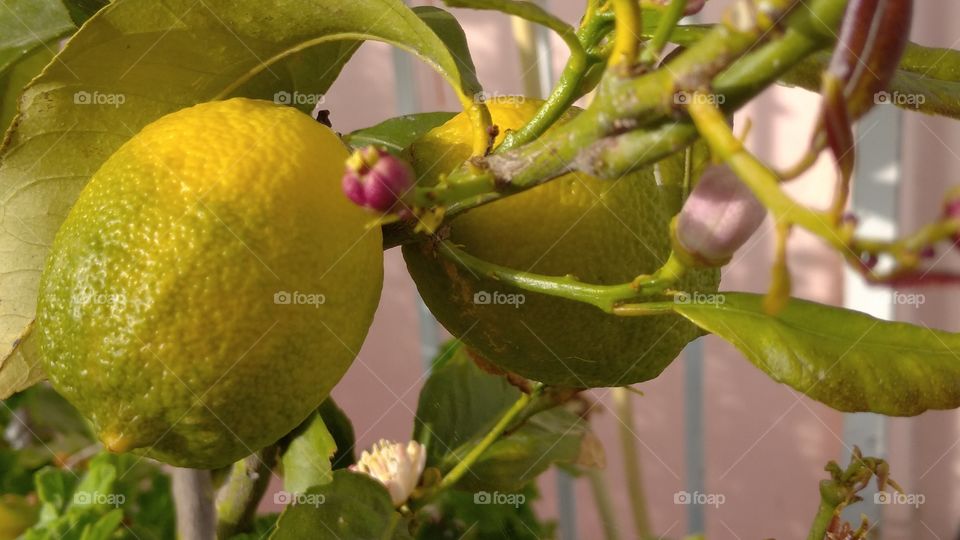lemon🍋 tree