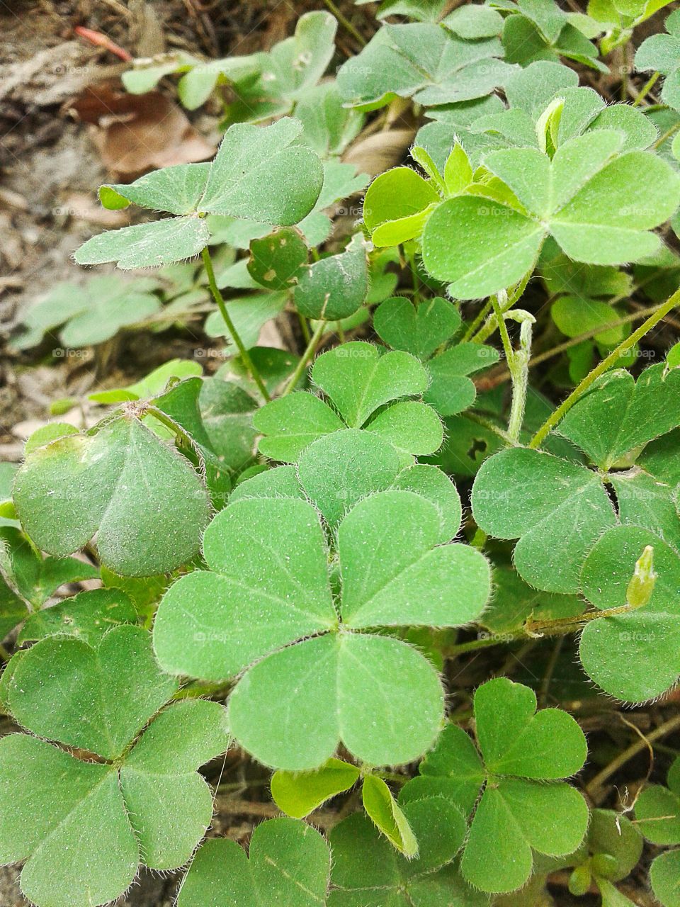 clover tree. clover tree in garden