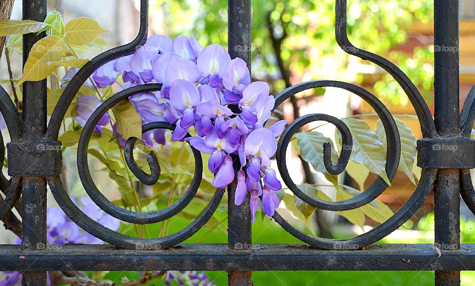 Spring In Bulgaria