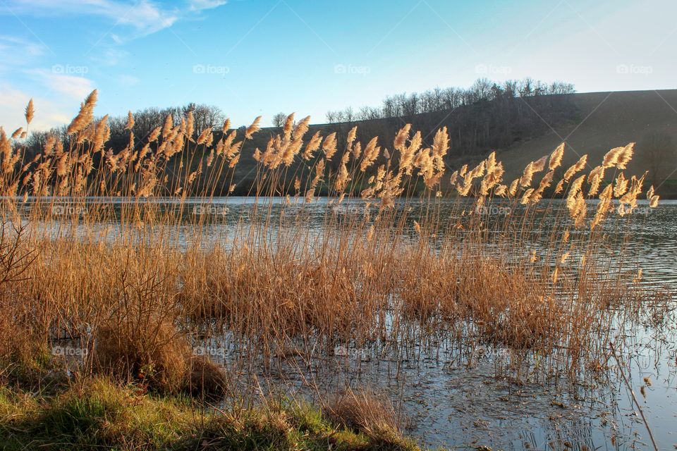 Reeds on the lake