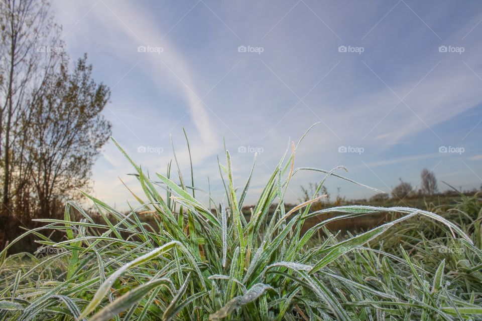 Frozen nature