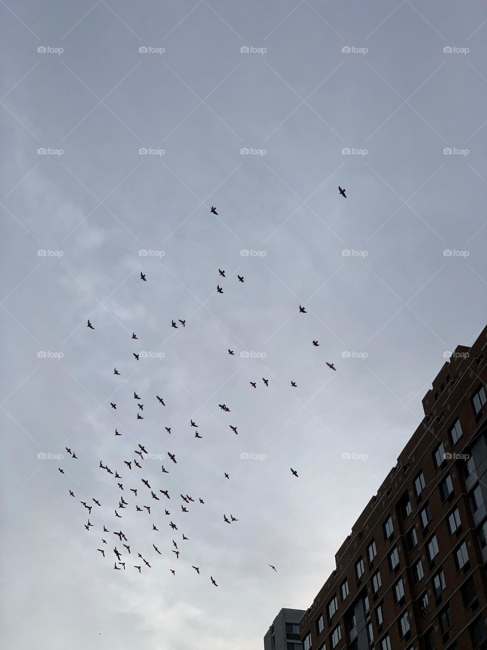 Flying pigeons