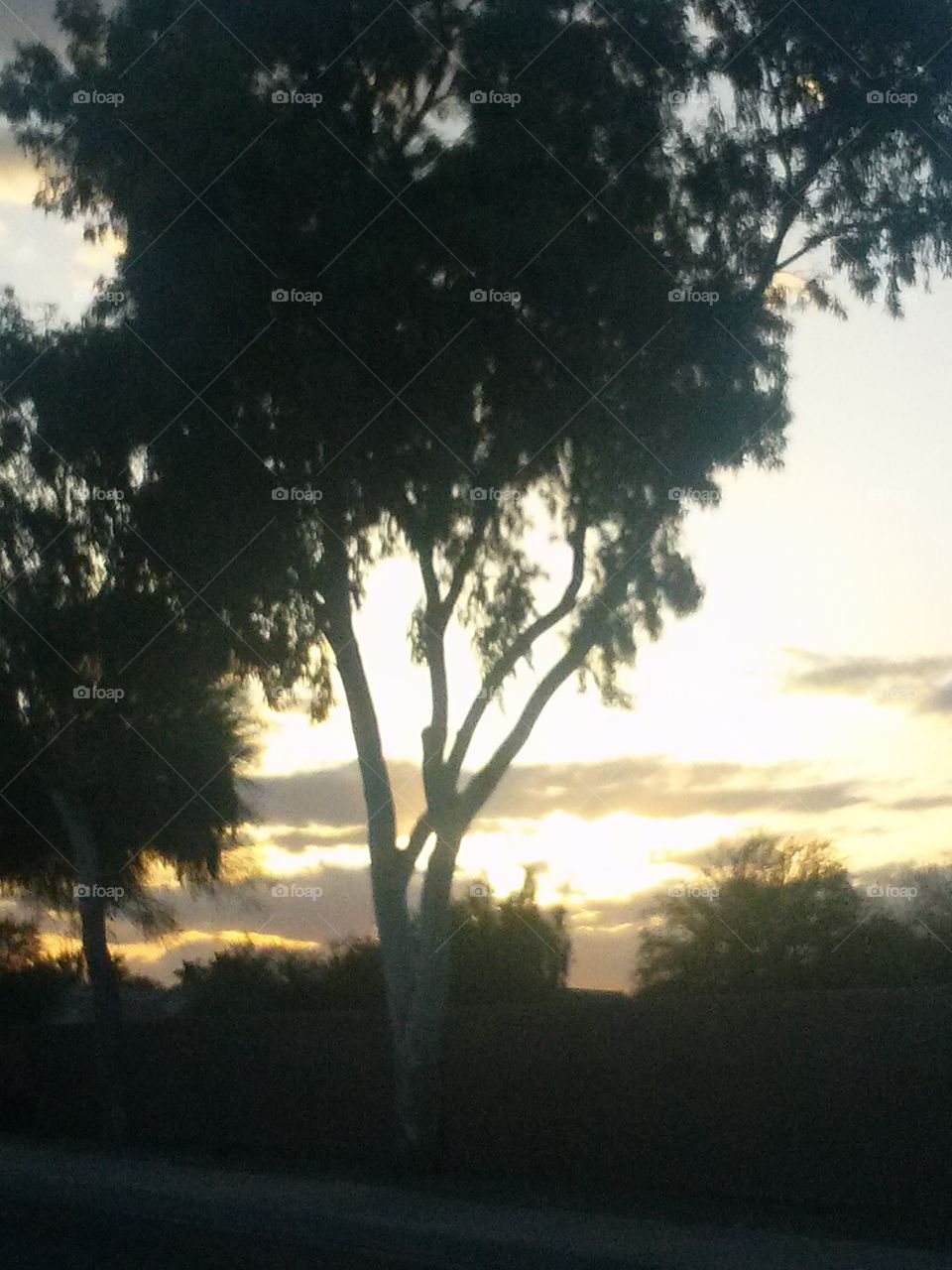 Thru the Branches of Whispering Trees.   There is a Glowing Sunset , Looking, Gazing, Shining at Me
Nature Shines,  With a Different Look.  Every time there is , A Shining Sunset , Brilliantly Shining , Like God's Big Flash Light , And, He Softly Speaks .  Here my Child , Come and Look.