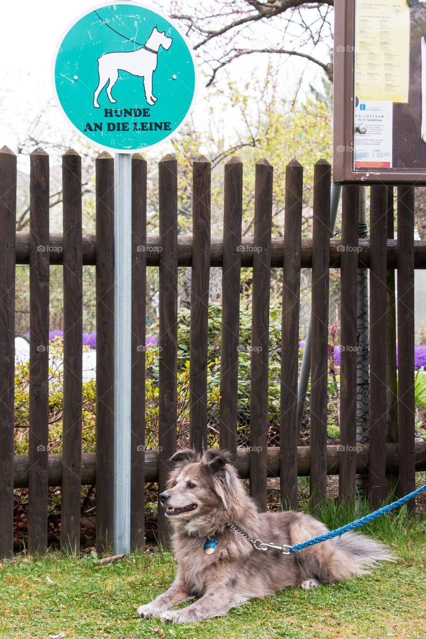 Close-up of dog sitting on grass